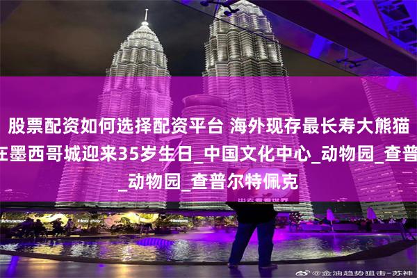 股票配资如何选择配资平台 海外现存最长寿大熊猫“欣欣”在墨西哥城迎来35岁生日_中国文化中心_动物园_查普尔特佩克